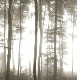 фотообои: туманный лес - вариант 2