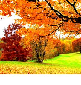 фотообои: ветки - модель 1