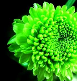 фотообои зеленые цветы - тип 4