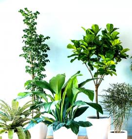 фотообои зеленые цветы - тип 3