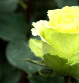 фотообои зеленые цветы - тип 2