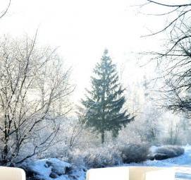 фотообои: зимний сад - модель 2