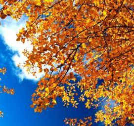 фотообои: золотая осень - модель 1