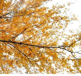 фотообои: золотое дерево - модель 4