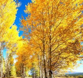 фотообои: золотое дерево - модель 3