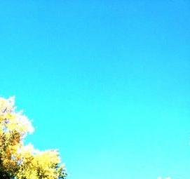 фотообои: золотое дерево - модель 2