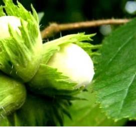 фундук екатерина саженцы - вариант 4