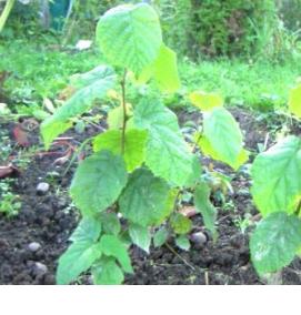 фундук саженцы краснолистного фундука - вариант 3