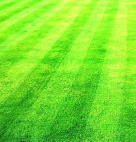 Газонная трава спортивный газон - тип 4