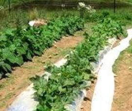 Геотекстиль для укрытия - модель 2