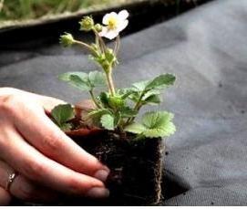 Геотекстиль под мульчу - вариант 4