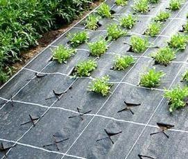 Геотекстиль под мульчу - вариант 2