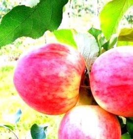 Годовалые саженцы яблонь - тип 1