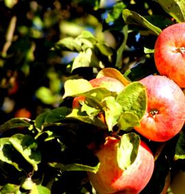 Годовалые саженцы яблонь - тип 4