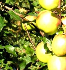 Годовалые саженцы яблонь - тип 3