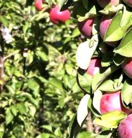 Годовалые саженцы яблонь - тип 2