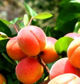 Годовалый саженец абрикоса - тип 3