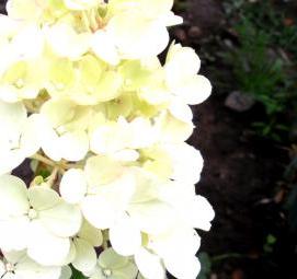 Годовалый саженец гортензии - тип 4