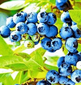 Голубика черника саженцы - тип 3