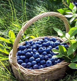 Голубика черника саженцы - тип 2