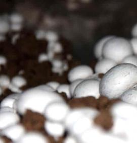 Готовый субстрат для шампиньонов - тип 3