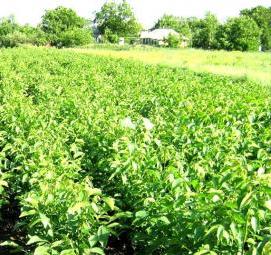 Грецкий орех президент саженцы - вариант 1