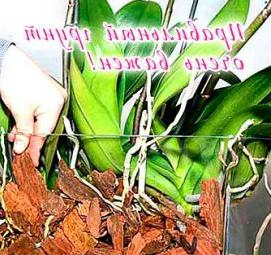 Грунт для орхидей - тип 3