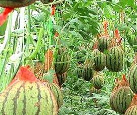 Грунтовая теплица - тип 1