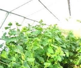 Грунтовая теплица - тип 2