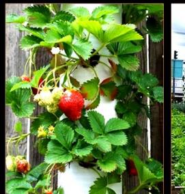 Грядки из пластиковых труб - тип 4