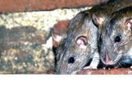 химическая дератизация - вариант 1