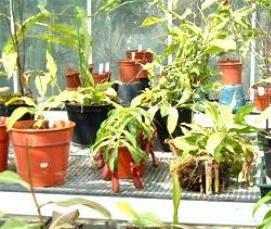 холодные теплицы - модель 1