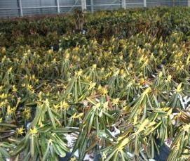 холодные теплицы - модель 2