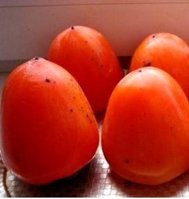 хурма саженцы - тип 1