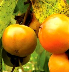 хурма саженцы - тип 4