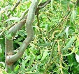 Ива питомник саженцы - модель 4