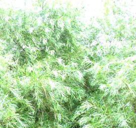 Ива питомник саженцы - модель 3