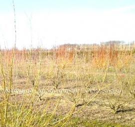 Ива питомник саженцы - модель 2