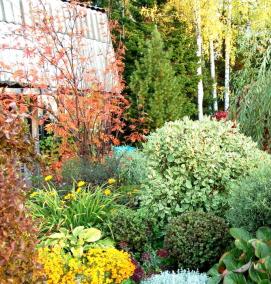 Ива пурпурная саженцы - тип 1