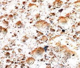 Известковый облицовочный камень - вариант 3