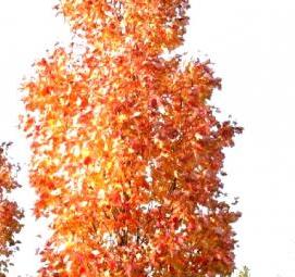 Канадский клен саженцы красный - тип 4