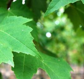 Канадский клен саженцы красный - тип 3