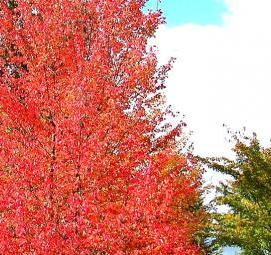 Канадский клен саженцы красный - тип 2