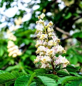 Каштан конский саженцы - тип 1