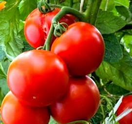 Кассеты для рассады томатов - тип 1