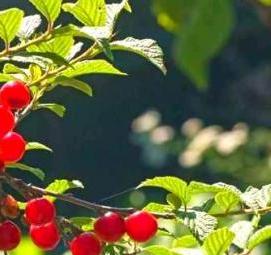 Китайская вишня саженцы - модель 1
