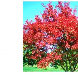 Клен краснолистный саженцы - тип 1