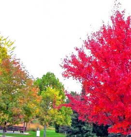 Клен краснолистный саженцы - тип 4