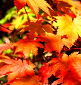 Клен краснолистный саженцы - тип 2