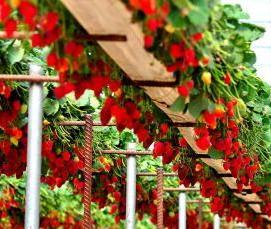 Клубничные теплицы - вариант 1